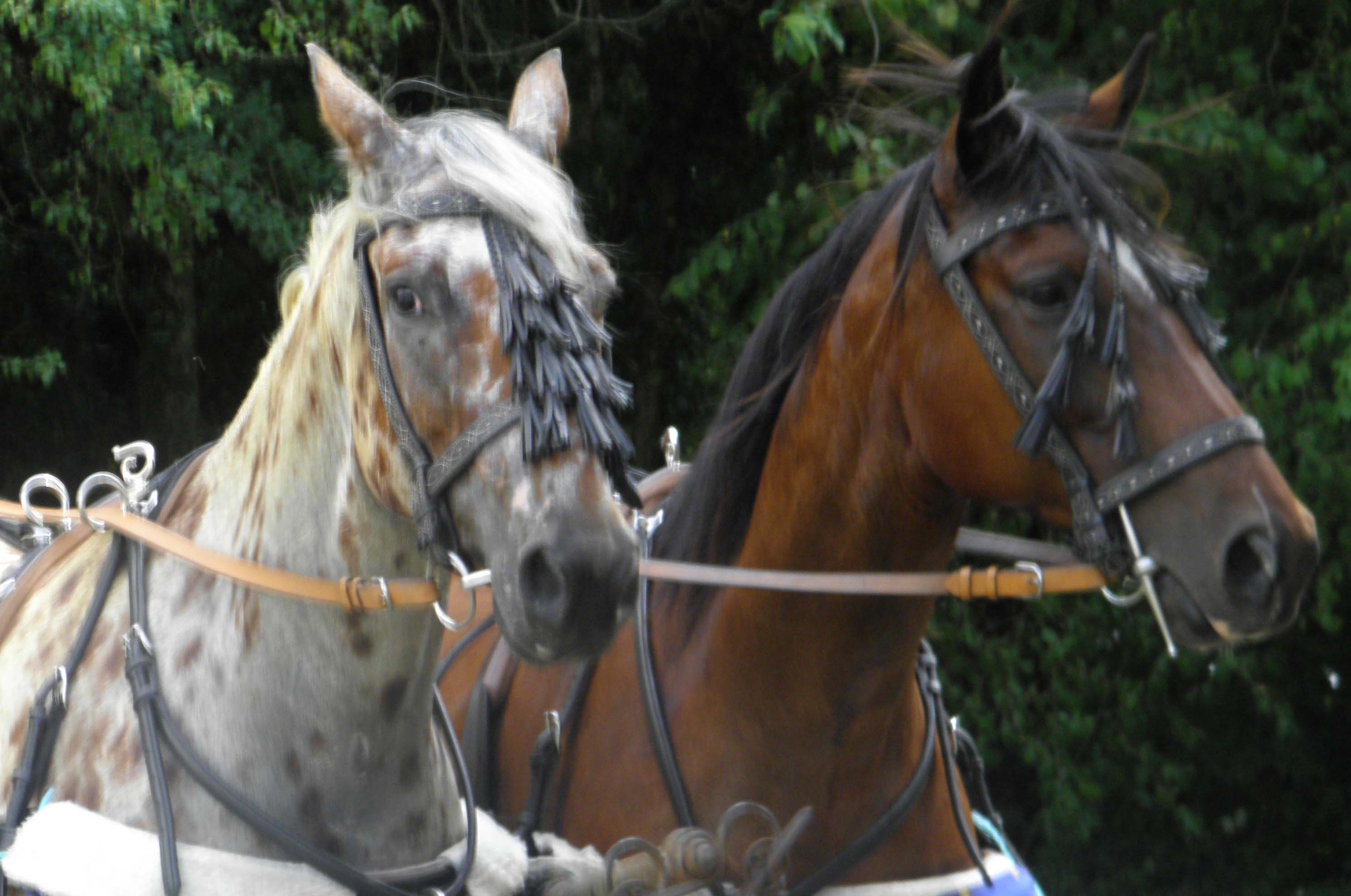 Everne Aur�lie